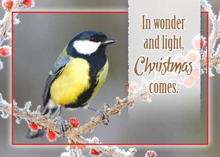 Christmas Birds