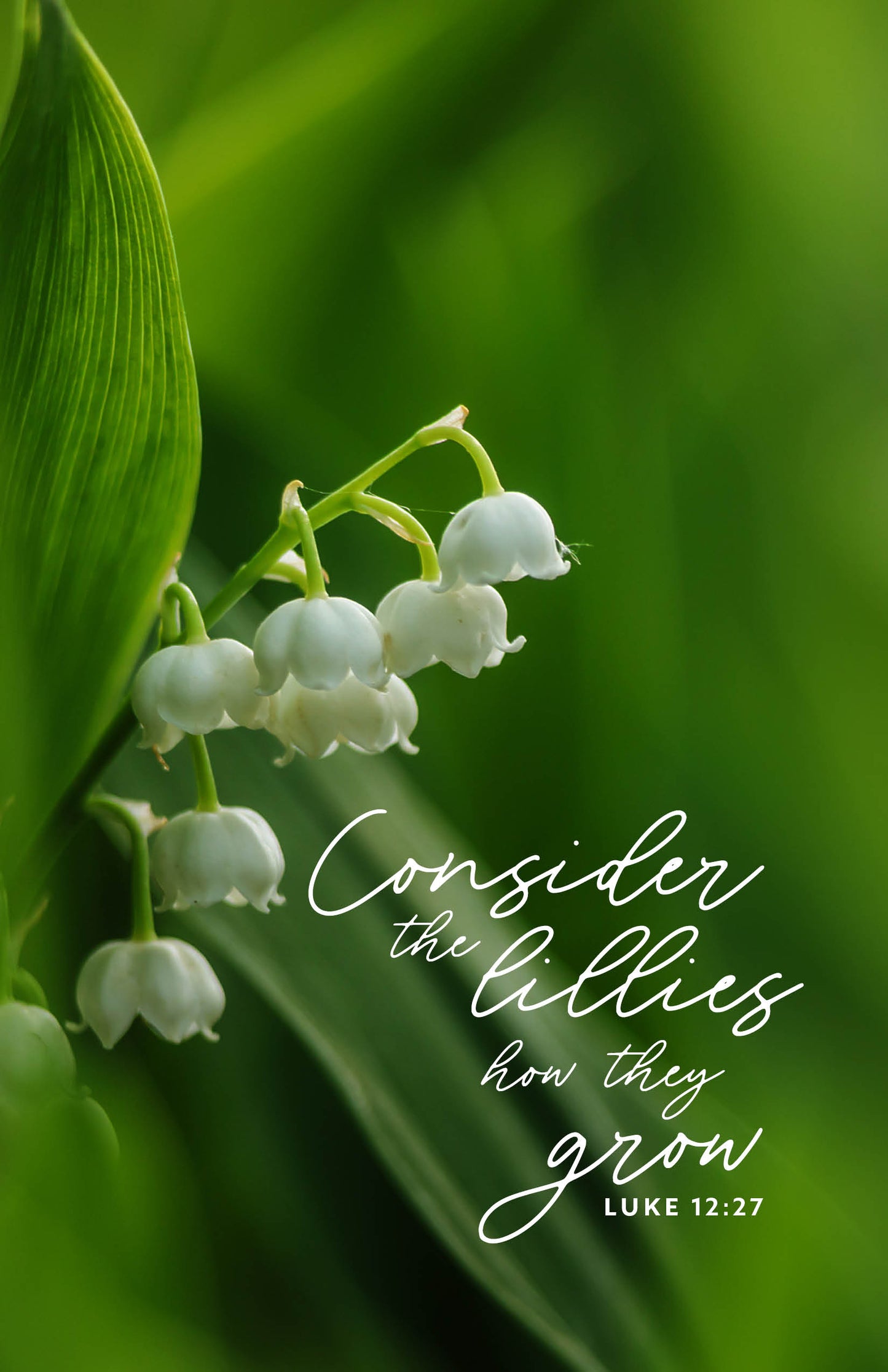 Consider the Lilies